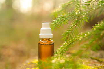 Herbal tincture in spruce branches. Pine oil.Treatment with natural herbal remedies.tincture in a...