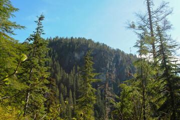 Fototapeta premium Sub-alpine terrain in Strathcona Provincial Park, Vancouver Island, British Columbia, Canada