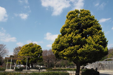 Japanese park