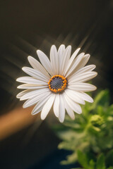 close-up of a daisy captured with a macro lens, showcasing intricate details of its delicate petals and vibrant yellow center surrounded by a dreamy effect, created by a star filter
