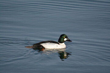 Common Goldeneye