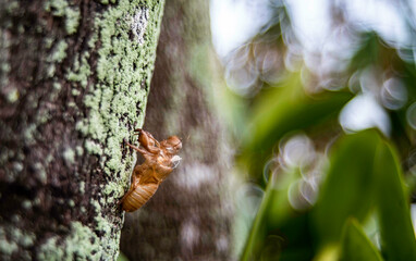 Adult cicadas will molt and leave stains on the trees.