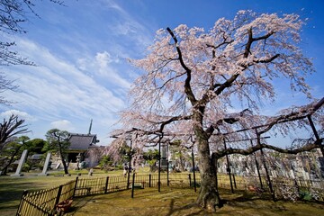 晴天の枝垂桜　原木山妙行寺