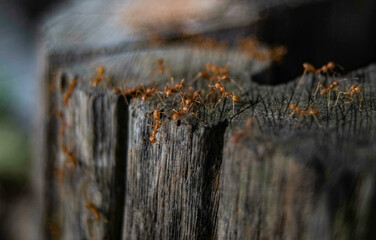 Red ants cluster on tree stumps for food.
