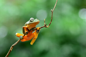tree frog