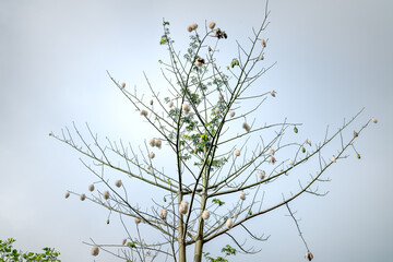 Silk cotton tree, Scientific name is Ceiba pentandra, under blue sky, this blossom make pillow