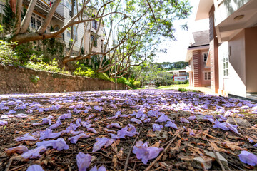 Close-up of the road full of fallen jacaranda flowers