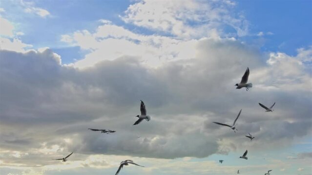 Flock of Seagulls Flying on Beach in Gray Spring Rainy Cloudy Day Footage.