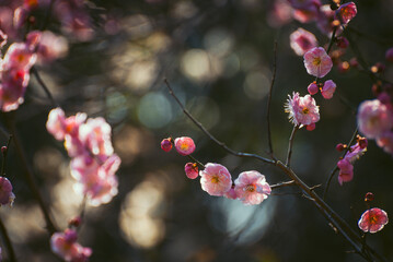 Plum Tree Flowers