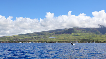 Maui Island Panorama with Breaching Humpback Whale