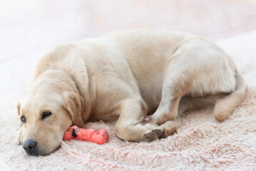 Golden Retriever 