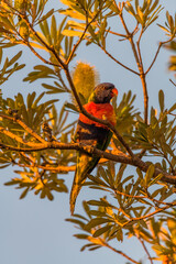 Coastal Banksia Tree, flower and rainbow lorikeet in the morning sunrise light