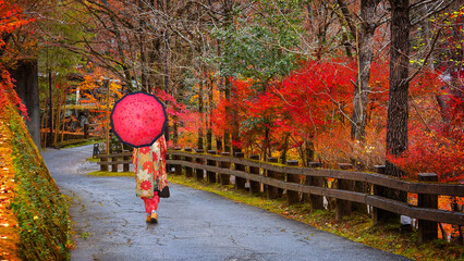 Kumamoto, Japan - Nov 22 2022: A Japanese Geisha in traditional Kimono dress with an umbrella walks...