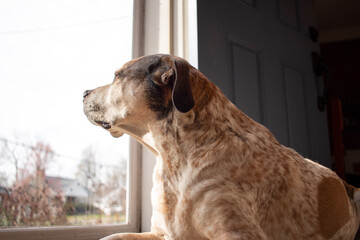 Dog looks out at the neighborhood through the front door