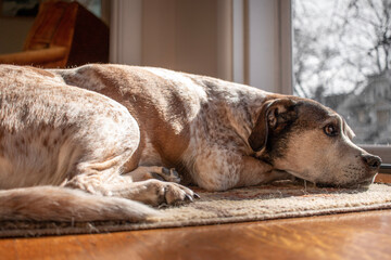 Dog lying on rug, looking out front door