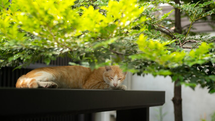 A cat sits in a tree, looking out from behind some leaves.