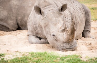 Fototapeta premium Rhinoceros Photo Taken During Safari At Werribee Zoo