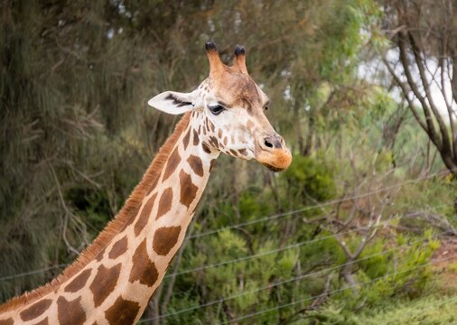 Giraffe Photo Taken During Safari At Werribee Zoo