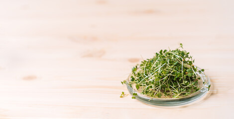 Young shoots of microgreens on a glass plate on a wooden table.