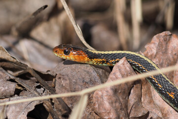 Portrait of a Common Garter Snake (Red-spotted Garter) in left profile