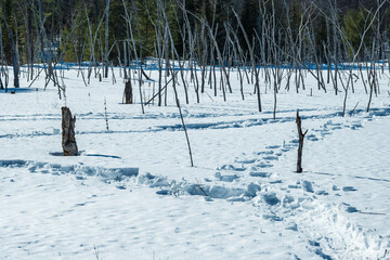 snowshoe tracks in the snow of a beaver pond in winter