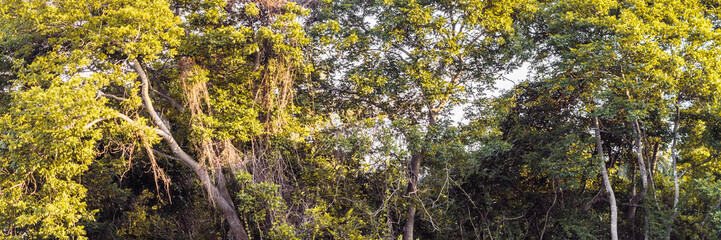 PANORAMA huge Lush crown tall trunk of jungle evergreen forest green yellow trees sky BACKGROUND. Summer Day Time Wallpaper View LANDSCAPE morning sunshine