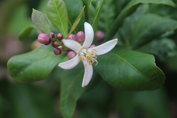 pink and white flower on lemon tree