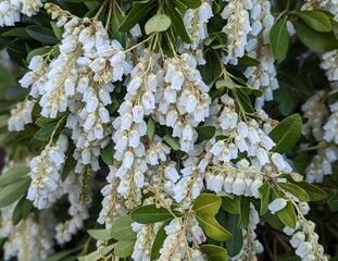 close up of pieris japonica, japanese pieris plant