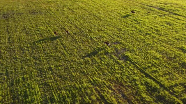 Free cows grazing in green fields. Aerial drone view
