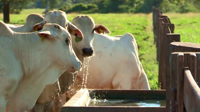 Thirsty Nelore Cows Drinking in Pasture, Brazil, Medium Shot