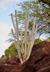 Various Species of Cactus on a Hillside Cactus Garden