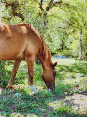 Fototapeta premium horse in the meadow