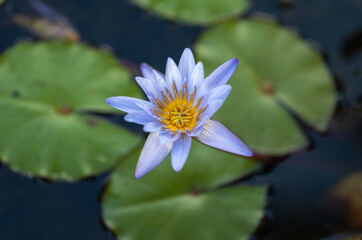 Violet and Yellow Lotus Flower in a Koi Pond.