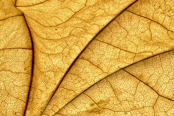 Dried Leaf Pattern