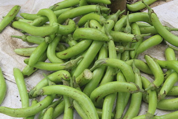 lots of green eggplants freshly picked from the garden