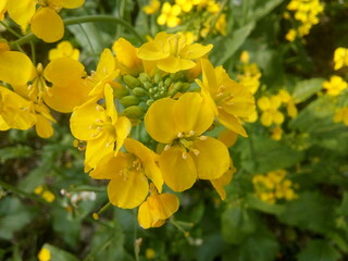 Mustard flower