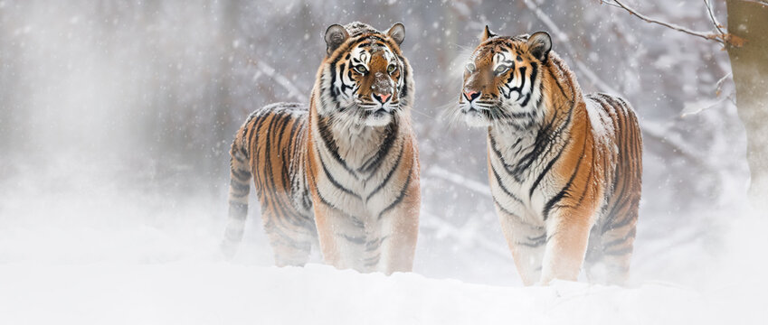 Pair of tigers in the snow.  Image created with generative ai