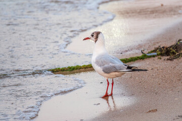 One Seagull, The European herring gull, swims on the calm lake shore in sunset