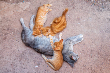 Mother cat resting on a concrete floor and nursing her three ginger kittens. Three ginger kittens drink milk from their gray mother cat lying on the ground, otdoors.