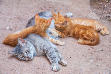Mother cat resting on a concrete floor and nursing her three ginger kittens. Three ginger kittens drink milk from their gray mother cat lying on the ground, otdoors.
