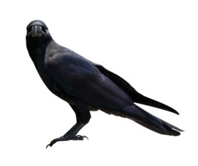 crow or raven isolated