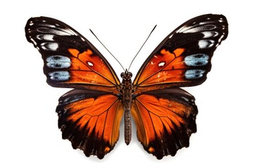 colorful butterfly isolated on white background. Generative AI