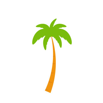 Beach coconut tree, seaside palm tree, coconut tree or island palm tree.