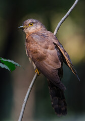 Common Hawk-cuckoo under the sunlight