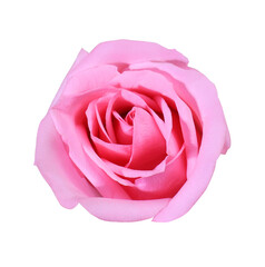 Close up pink rose flower isolated on white background. The side of pink flower.