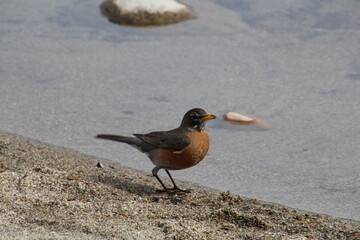 robin in the sand