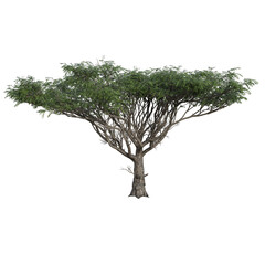 tree isolated 3d rendering