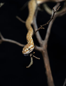 Papuan & Coastal Carpet Python (Morelia spilota)