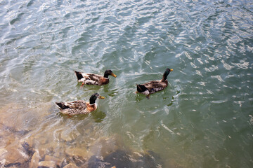 Mallard ducks on the water of a lake.