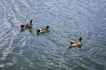 Mallard ducks on the water of a lake.